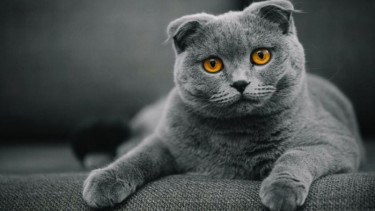 Ras kucing Scottish Fold