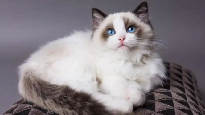 Ras kucing Ragdoll