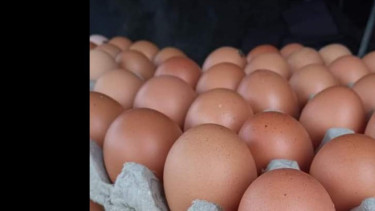 Ilustrasi Telur Ayam.