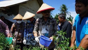 Mentan SYL memimpin panen perdana Petani Milenial Kelompok Tunas Tani 