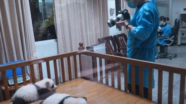 Dua ekor anak panda raksasa di Pusat Konservasi di Sichuan, China
