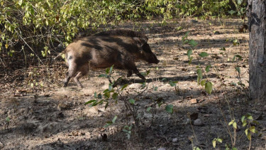 Babi Hutan (Foto Ilustrasi)