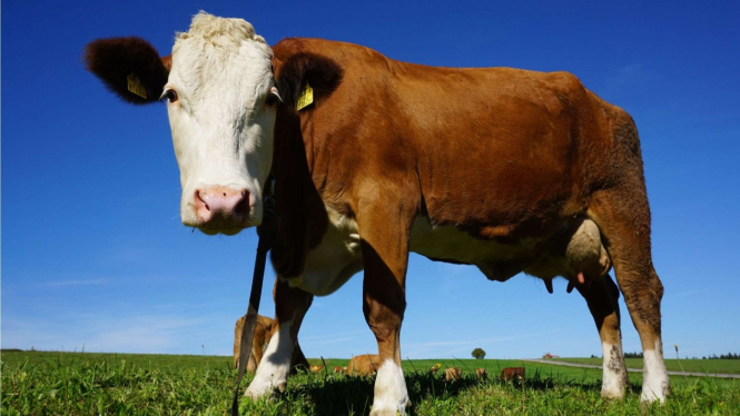 Sapi
