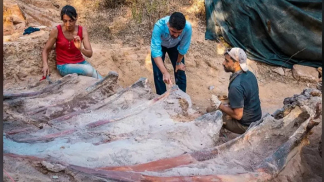 Penggalian Fosil Dinosaurus Terbesar di Eropa.