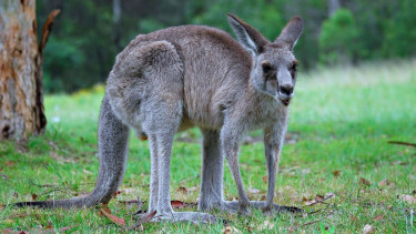 kanguru