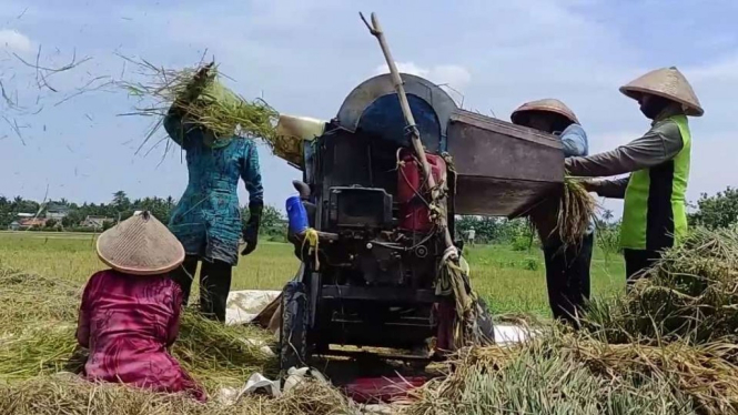 Petani rontokkan padi.