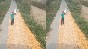 Viral Emak-emak Jemur Jagung di Jalan 