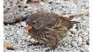 Penampakan Burung Kecil Ini, Ternyata Vampir di Kehidupan Nyata