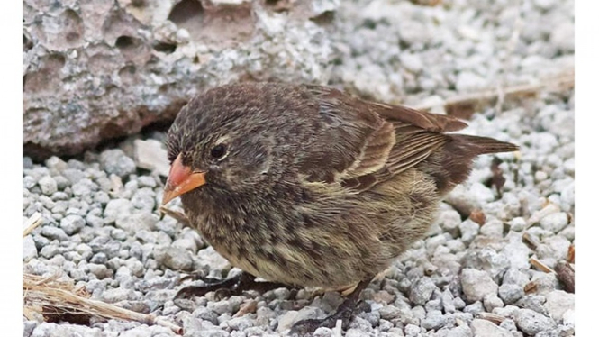 Burung