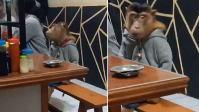 Viral monyet di warkop