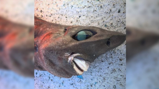 Ikan Hiu dengan wajah aneh mirip manusia.