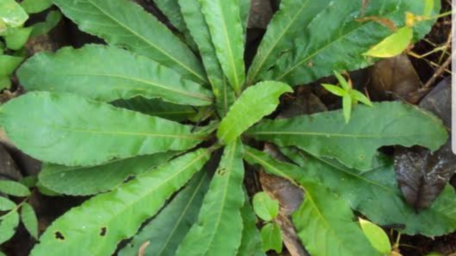 Daun tapak liman