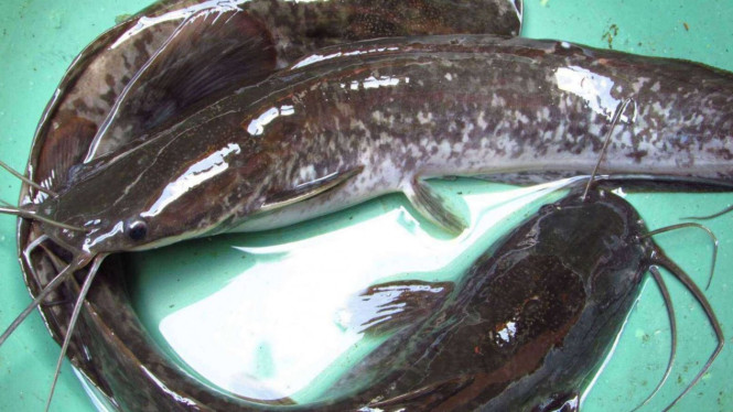 Ilustrasi ikan lele