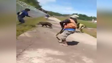 Viral Babi Nyaris Hutan Masuk ke Landasan Pacu Bandara Toraja