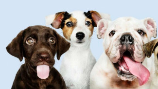 Police Secures a Truck Carrying 226 Dogs in Kalikangkung Toll Road
