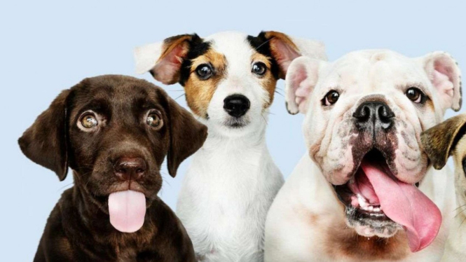 ilustrasi anjing