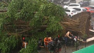 Pohon tumbang di Bogor.