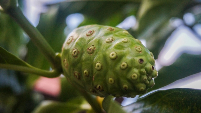Mengkudu