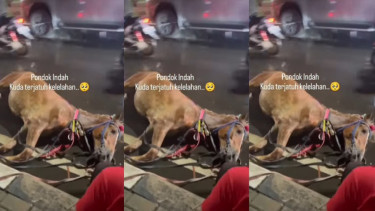 Viral Kuda Kelelahan Terkapar di Pondok Indah