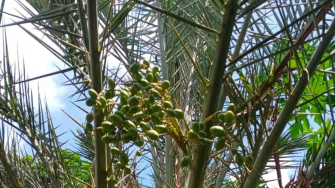 Kurma