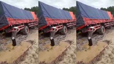 Viral Aksi Kocak Polisi Pak Dedi Dorong Truk 