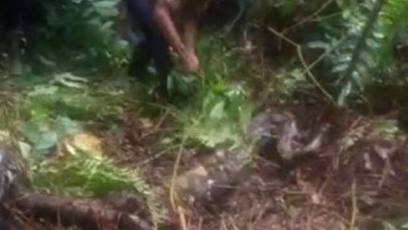 Ular piton di Jambi memangsa seorang ibu rumah tangga.