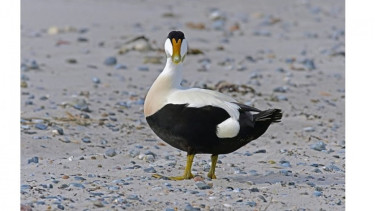 Bebek laut