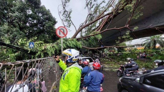 Pohon tumbang akibat hujan deras dan angin kencang di wilayah Jakarta Selatan. (Foto ilustrasi)