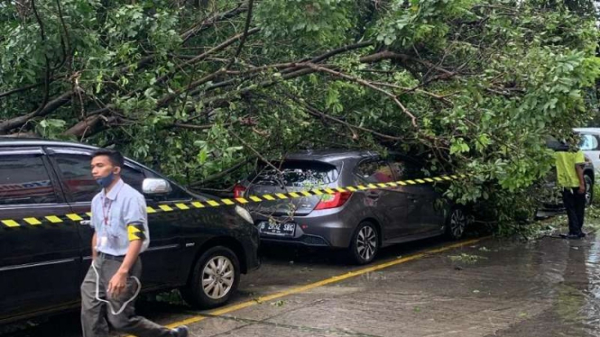 Pohon tumbang di Kalibata City akibat hujan deras yang mengguyur Jakarta