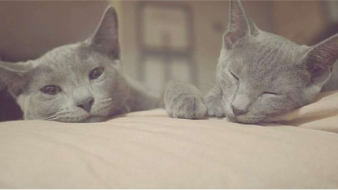 Kucing peliharaan