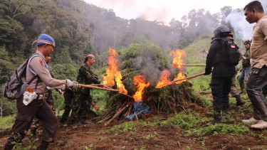 Pemusnahan ladang ganja.