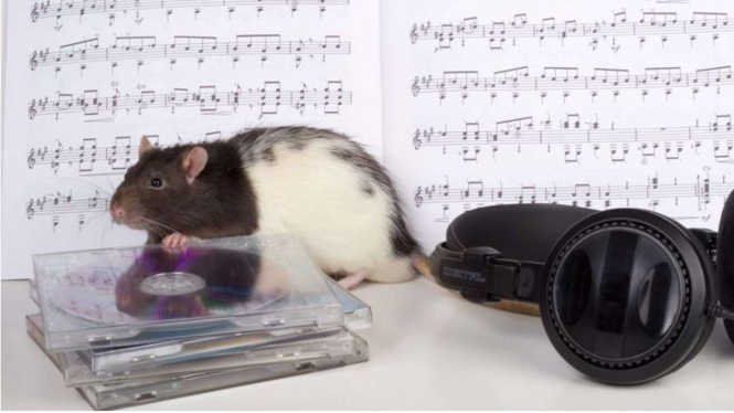 Ilustrasi musik dan tikus.