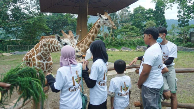Sejumlah anak memberi makan kepada dua ekor bayi jerapah dalam kegiatan edukasi satwa bersama anak yatim bertajuk Anak Sahabat Satwa di Hotel Royal Safari Garden, Cisarua, Kabupaten Bogor, Jawa Barat, Kamis, 10 November 2022.