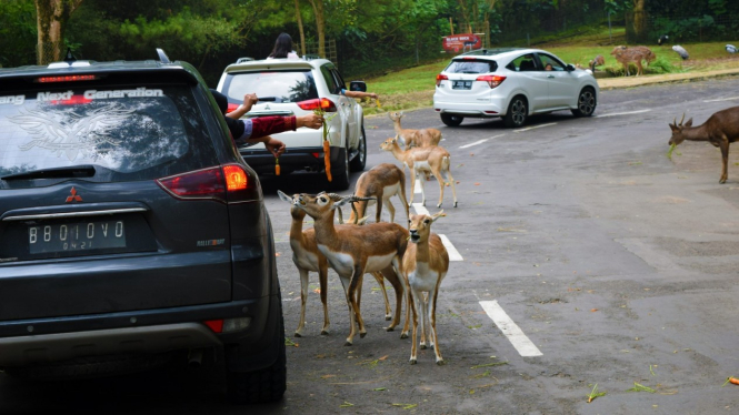 Taman Safari, Bogor 