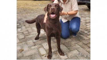 Coco, SAR dog Jawa Tengah