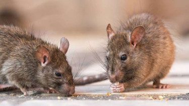 Tikus