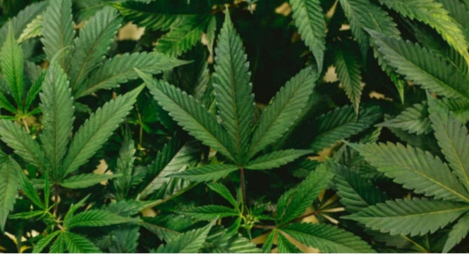 Ilustrasi ganja.
