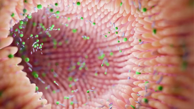 Pengobatan dengan kotoran manusia setelah penggunaan antibiotik.