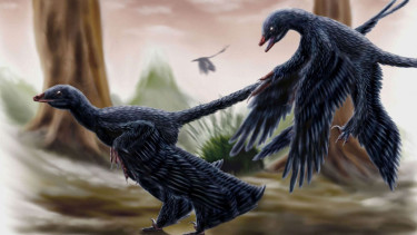 Ilustrasi microraptor.