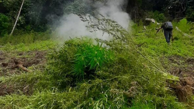 Ladang ganja dimusnahkan dengan cara dibakar.