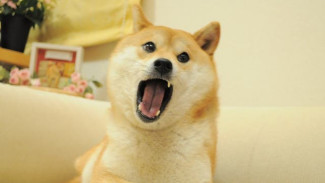 Anjing yang Populer di Meme Internet Lagi Sakit Kanker