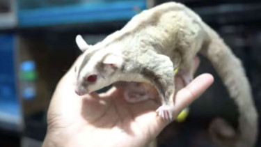 Sugar Glider