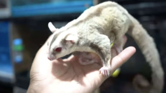 Sugar Glider