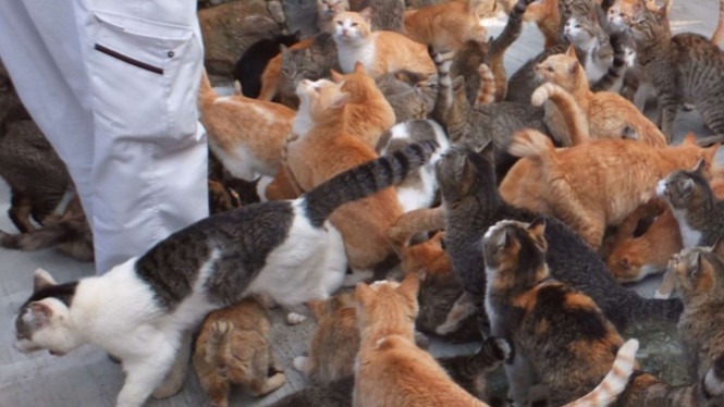 Pulau Kucing atau Pulau Aoshima di Jepang