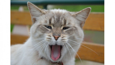 Lidah Kucing.