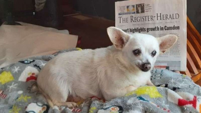 Seekor Chihuahua Bernama Spike Dinobatkan Sebagai Anjing Tertua di Dunia