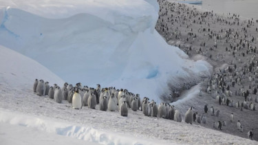 Koloni penguin kaisar.