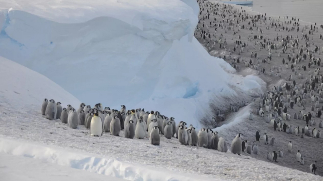 Koloni penguin kaisar.