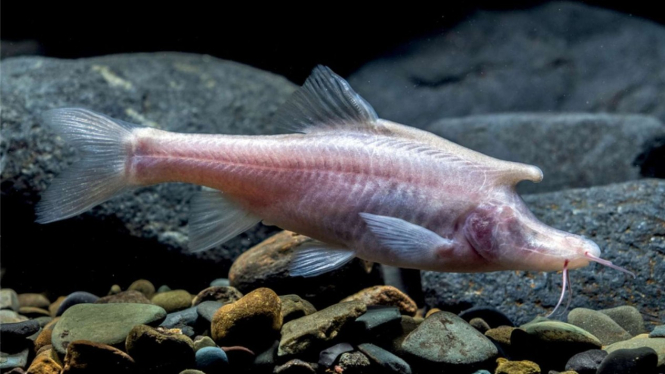 Spesies Baru Ikan Bertanduk 