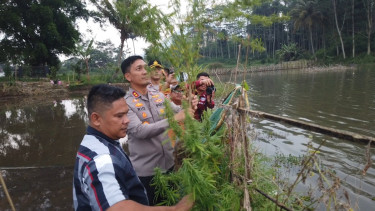 Ganja milik juru kunci Situ Cangkuang, Leles, Garut
